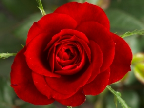 rose red